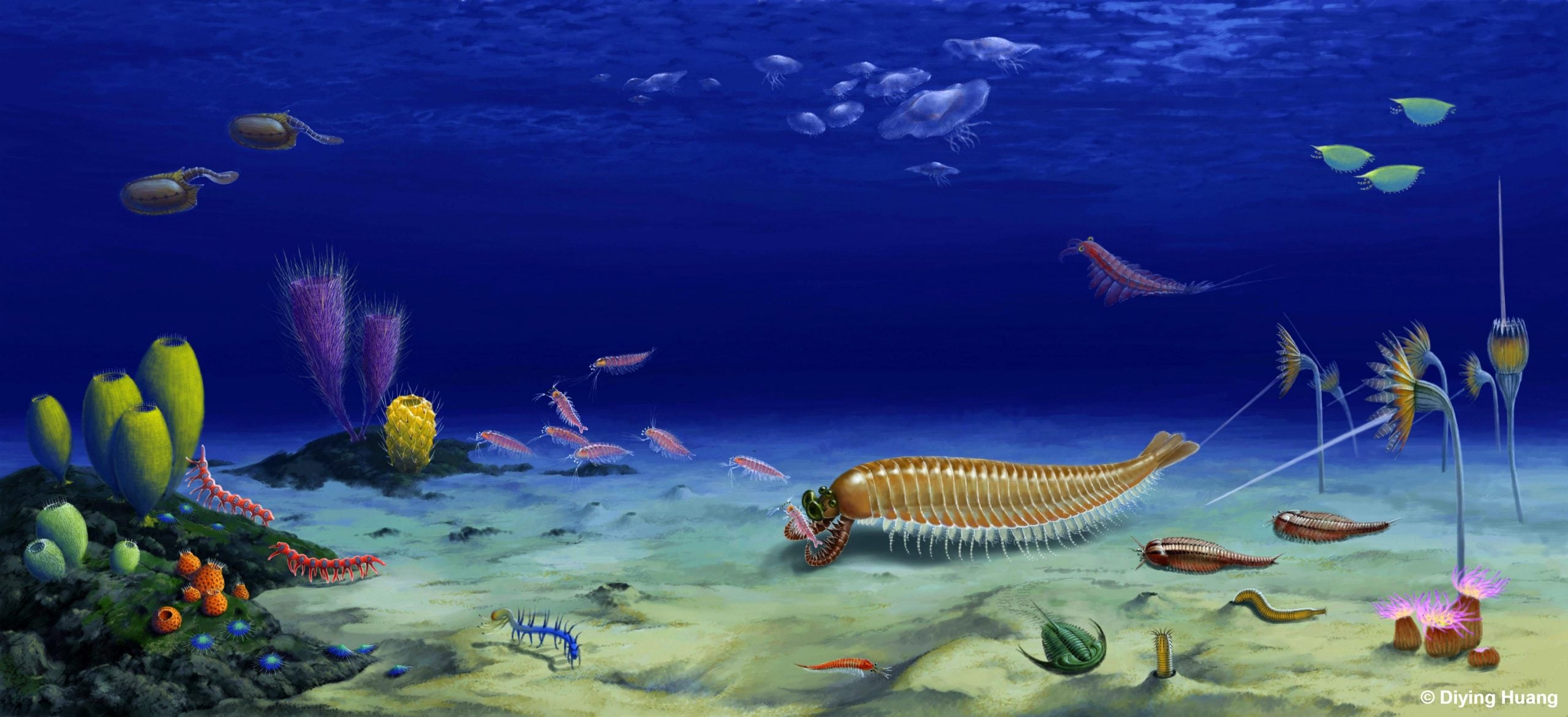 Illustration of a Cambrian ecosystem, with Kylinxia, trilobites, worms, and colourful sponges beneath deep blue water.